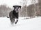 Black mutt dog outside in winter snow.