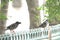 Black Myna birds photos