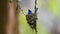 Black-naped Monarch