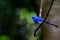 Black naped Monarch brid wildlife