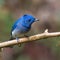 Black Naped Monarch Flycatcher perched on a branch