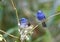 Black-naped Monarch Hypothymis azurea