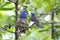 Black-naped Monarch Hypothymis azurea Nest Baby