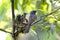 Black-naped Monarch Hypothymis azurea Nest Baby