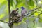 Black-naped Monarch Hypothymis azurea Nest Baby Feeding