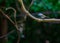 Black-naped Monarch (Hypothymis azurea): Regal Beauty in Southeast Asian Forests