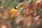 Black-naped oriole