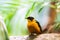 Black-naped oriole