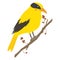 Black-naped Oriole, Bird of Indonesia Vector