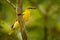 Black-naped oriole - Oriolus chinensis female - passerine bird in the oriole family that is found in many parts of Asia