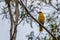 Black-naped oriole perching on a branch. Black-naped oriole, The black-naped oriole is a bird of the oriole family and is found in