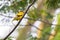 Black-naped oriole perching on a branch. Black-naped oriole, The black-naped oriole is a bird of the oriole family and is found in