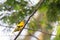 Black-naped oriole perching on a branch. Black-naped oriole, The black-naped oriole is a bird of the oriole family and is found in