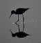 A black-neck stilt in silhouette