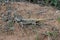 Black-necked Agama, Acanthocercus atricollis, Matopos National Park, Zimbabwe