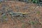 Black-necked Agama, Acanthocercus atricollis, Matopos National Park, Zimbabwe