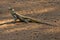 Black-necked Agama, Acanthocercus atricollis, Matopos National Park, Zimbabwe