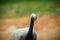 Black-necked Crane