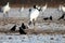 Black-necked crane eating dead fish on the ground covered in the snow in Hokkaido in Japan