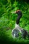 Black-necked Crane, Grus nigricollis, wildlife scene from nature. Big bird with red head, China, Asia. Rare bird from Tibetan Pla