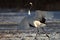 Black-necked crane standing on the ground covered in the snow under the sunlight in Hokkaido, Japan