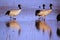 Black-necked cranes