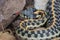 Black-necked Garter snake Thamnophis cyrtopsis