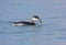 Black-necked Grebe