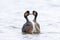 Black-necked grebe couple, podiceps nigricollis, courtship ritual