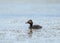 Black-necked grebe or eared grebe (Podiceps nigricollis) swims on water in a typical nesting habitat.