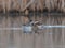 Black necked grebe and a male garganey Swim side by side