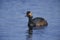 Black-necked grebe, Podiceps nigricollis