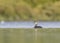 Black-necked grebe (Podiceps nigricollis) in its natural habitat. Podiceps nigricollis in juvenile plumage on water.