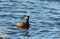 Black necked grebe preparing to breed