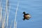 Black necked grebe preparing to breed