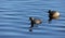 Black necked grebe preparing to breed