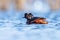 Black-necked Grebe swimming gracefully in a tranquil, still lake