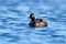 Black-necked Grebe swimming gracefully in a tranquil, still lake