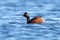 Black-necked Grebe swimming gracefully in a tranquil, still lake