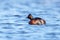 Black-necked Grebe swimming gracefully in a tranquil, still lake