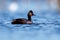 Black-necked Grebe swimming gracefully in a tranquil, still lake