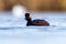 Black-necked Grebe swimming gracefully in a tranquil, still lake