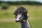 Black necked Ostrich posing for a head shot