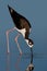 Black-necked Stilt