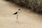 Black-necked stilt