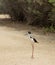 Black-necked stilt