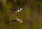 Black-necked Stilt