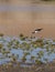 Black-necked stilt