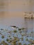 Black-necked stilt