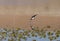 Black-necked stilt